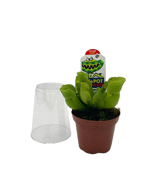 3" Sarracenia Pitcher Plant - Assorted
