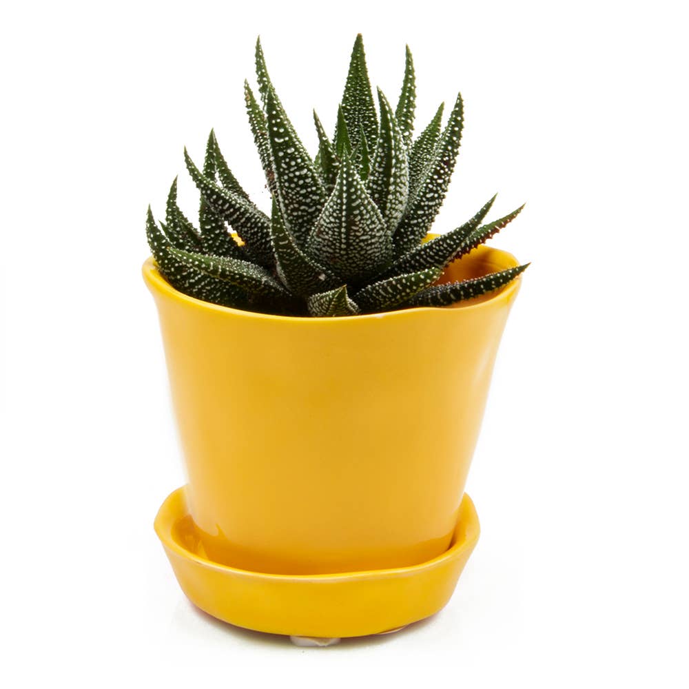 Tika Ceramic Pots and Planters With Saucer And Drainage Hole: Spruce / 5"