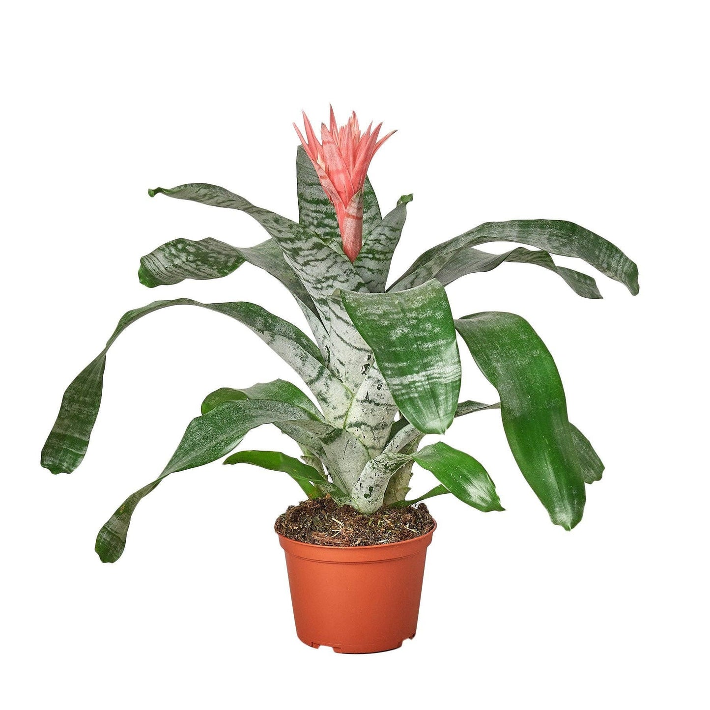 Bromeliad 'Silver Vase': 6" Pot