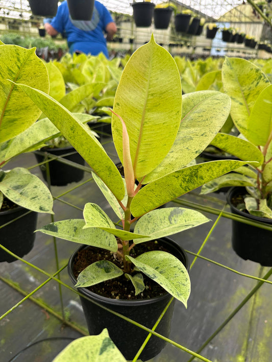 6" Ficus Shivereana ‘Moonshine’ – Enchanting Holiday Indoor Plant