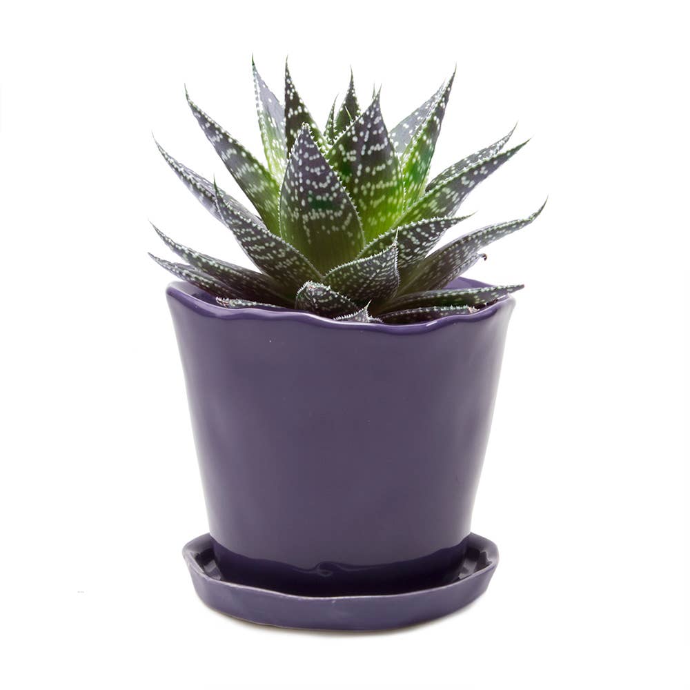 Tika Ceramic Pots and Planters With Saucer And Drainage Hole: Spruce / 5"