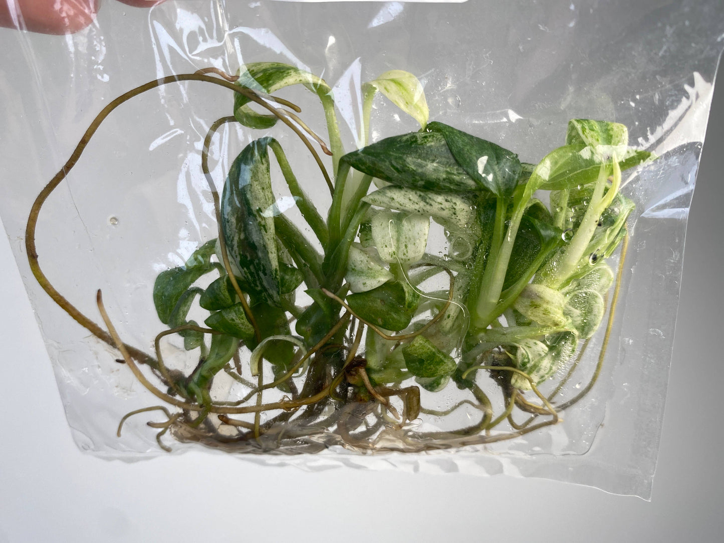 Epipremnum giganteum variegated TC Plantlet | Rare Houseplant: 5-Pack In Vitro (Pre-Order) ($5 ea.)