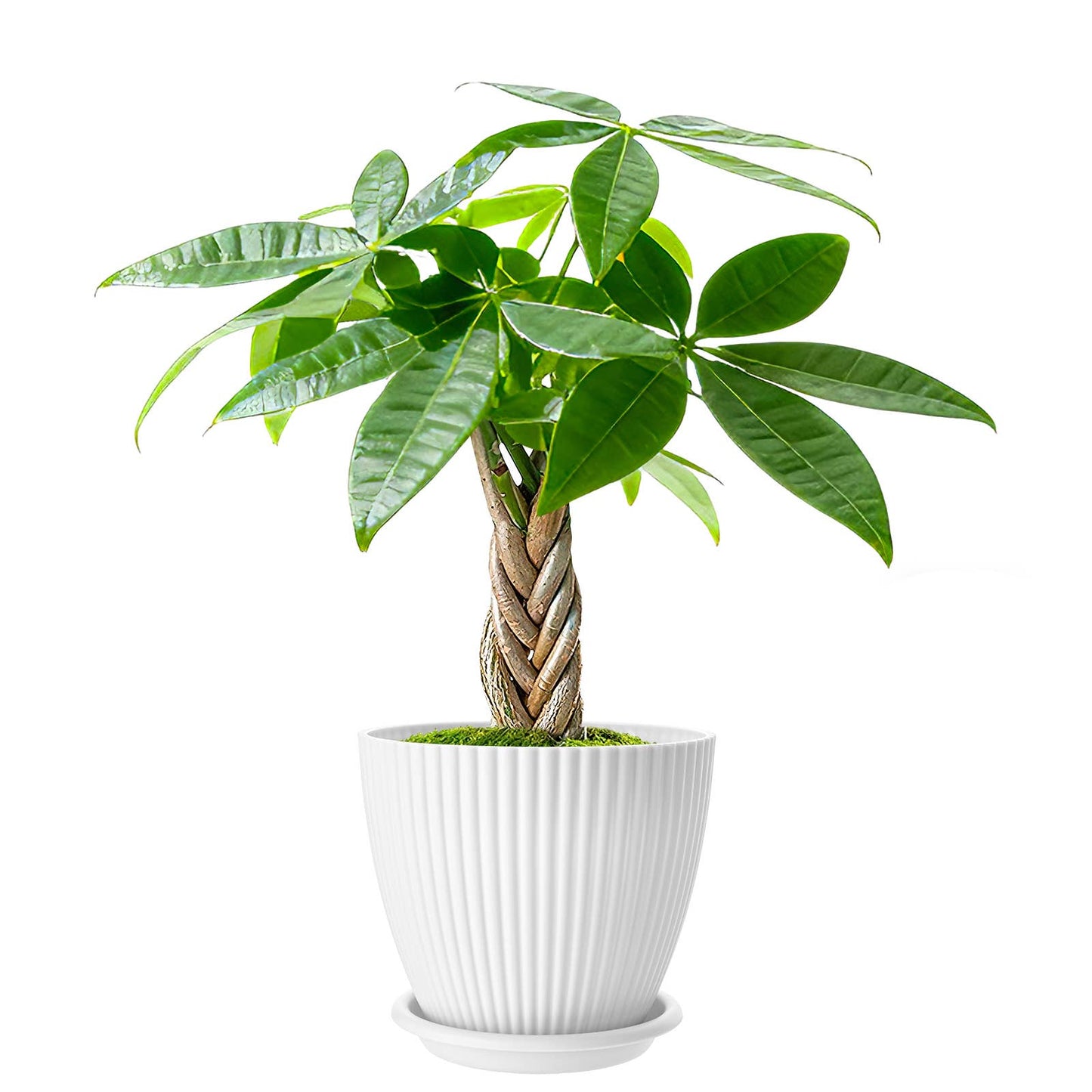 Braided Money Tree Pachira aquatica