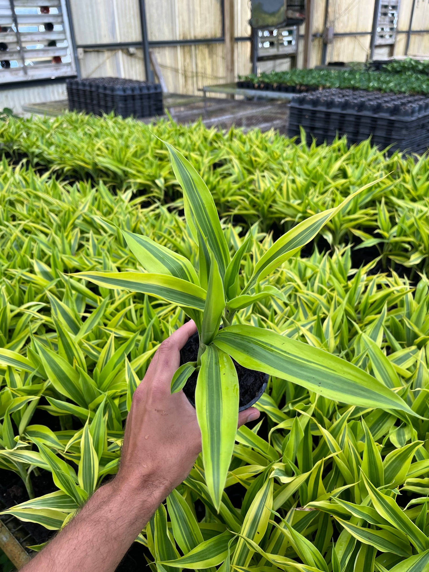4" Dracaena Sanderiana Gold 'Lucky Bamboo'