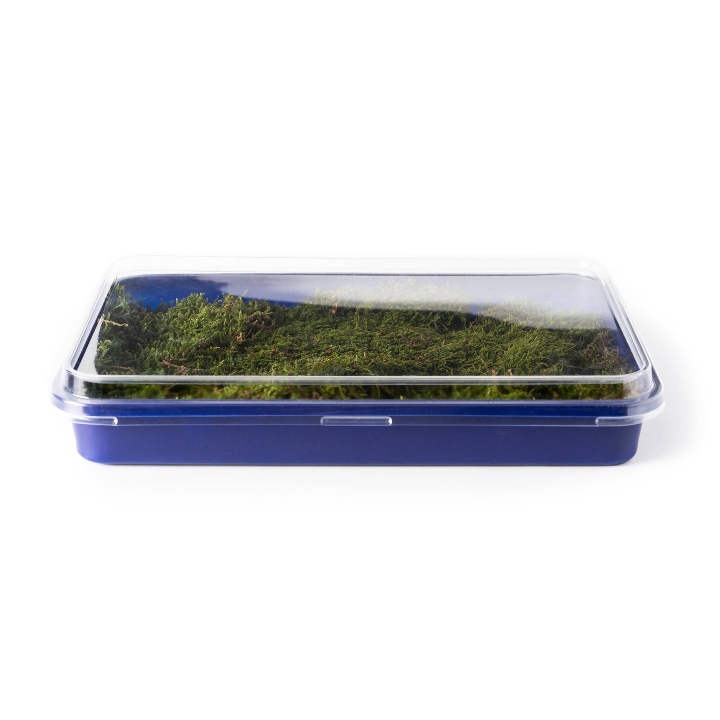 Fresh Moss