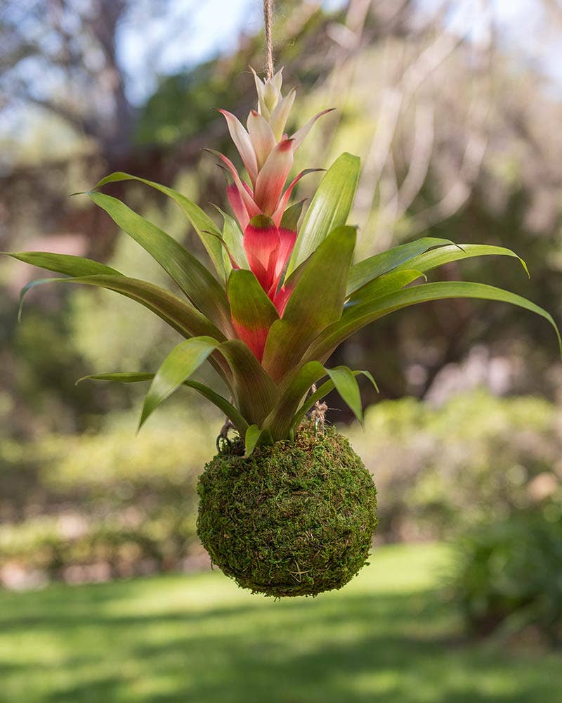 Kokedama, Fresh Green: Fresh Green / 4 in.