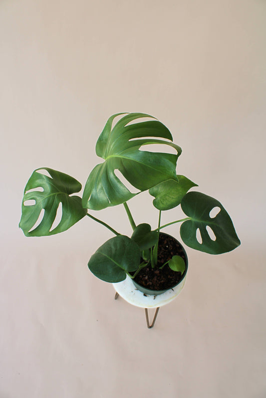 6" Monstera Deliciosa