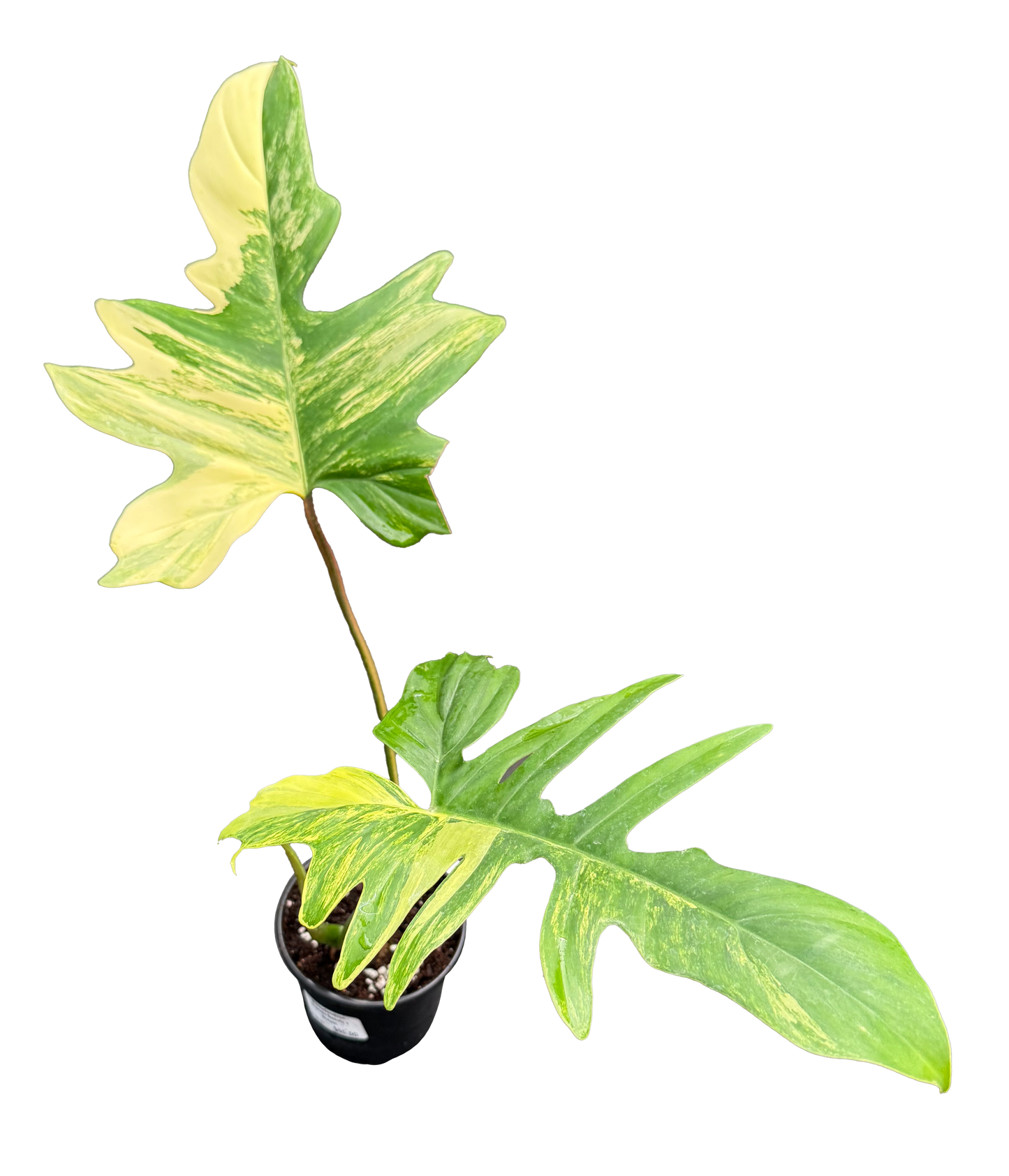 PRESALE FLASH Philodendron Florida Beauty X Mayoi