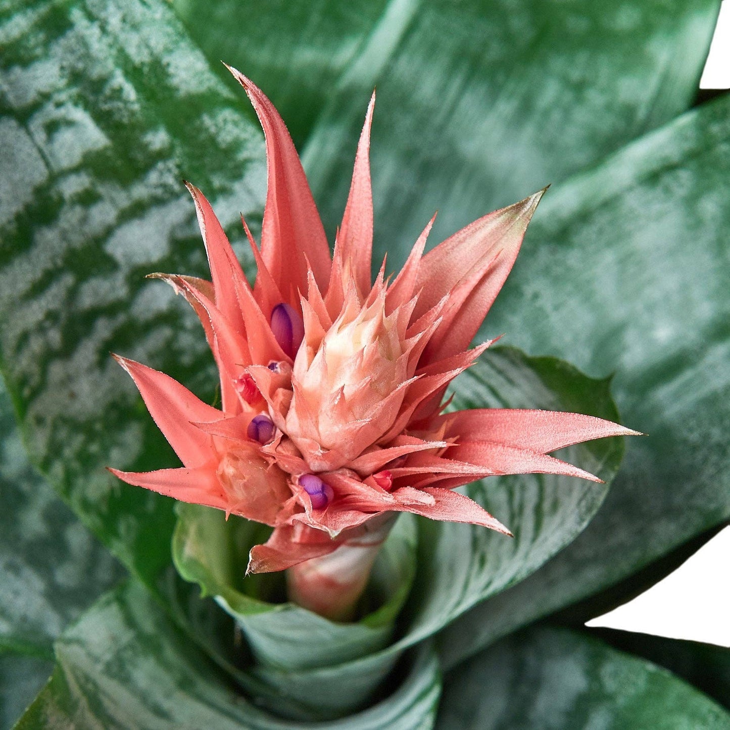 Bromeliad 'Silver Vase': 6" Pot