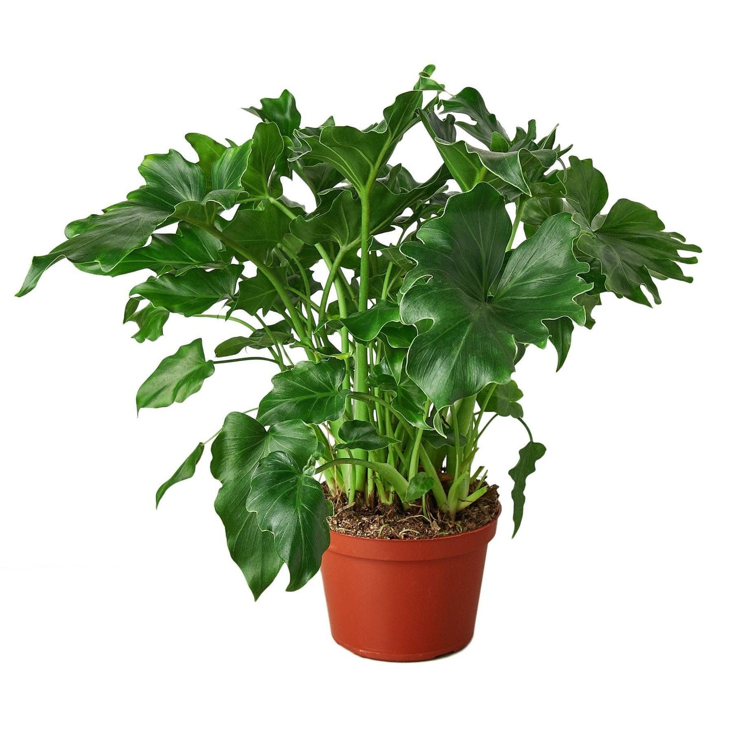 Philodendron ‘Little Hope': 6" Pot
