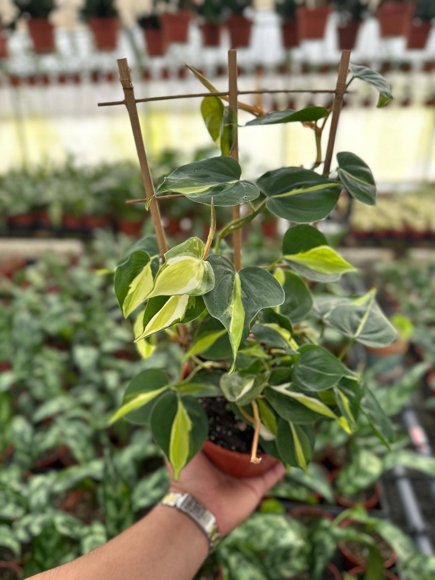 Trellis Cream Splash - 6" from MyPlants