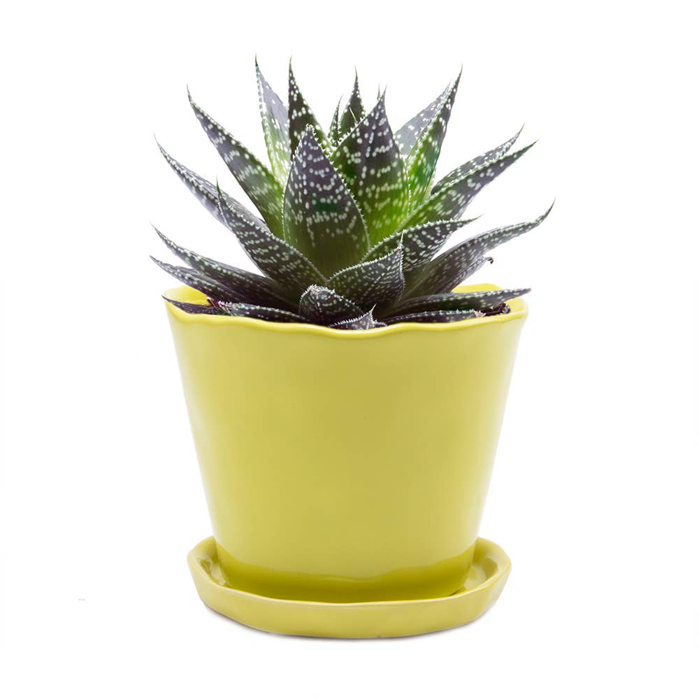 Tika Ceramic Pots and Planters With Saucer And Drainage Hole: Spruce / 5"