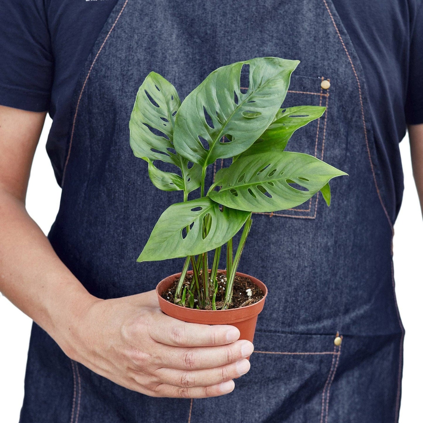 Monstera Adansonii 'Swiss Cheese': 6" Pot