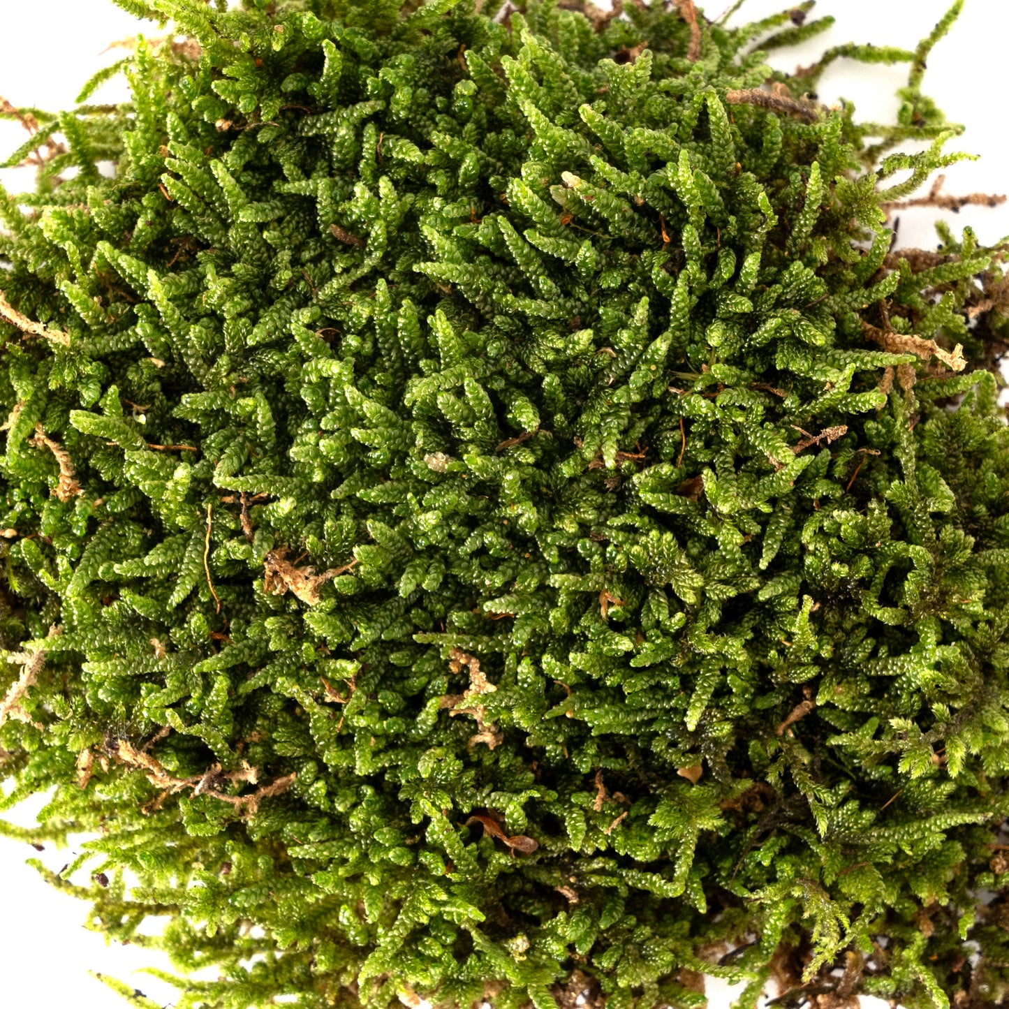 Fresh Moss