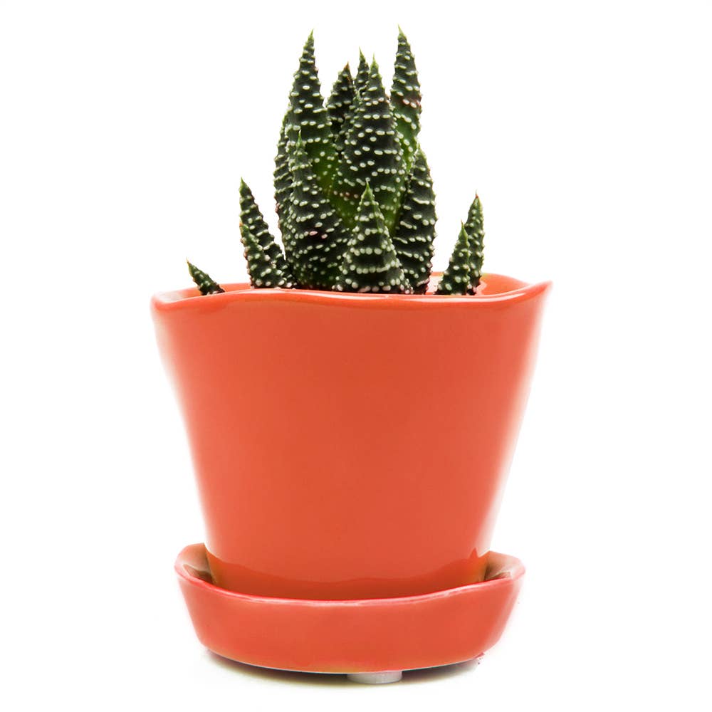 Tika Ceramic Pots and Planters With Saucer And Drainage Hole: Spruce / 5"